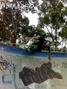 skate photo